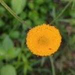 Leucanthemum virgatum 花