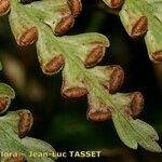 Culcita macrocarpa 果実