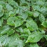 Cornus alternifolia Leaf