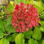 Hydrangea macrophyllaFlor