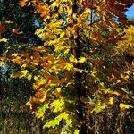 Acer platanoides Leaf