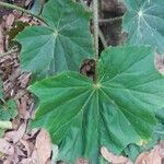 Begonia obliqua Folla