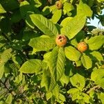 Crataegus germanica Leaf