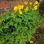 Papaver cambricum Habit