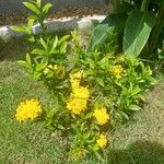 Ixora chinensisÇiçek