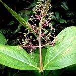 Miconia appendiculata Інше