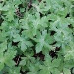 Geranium reflexum Folha