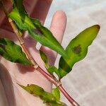 Persicaria maculosa Leaf