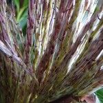 Miscanthus × longiberbis Fiore