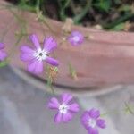 Eudianthe coeli-rosa Flower