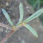 Gilia laciniata چھال