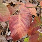 Viburnum lantanoides Leaf