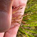 Fimbristylis autumnalis Frutto