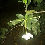 Brunfelsia americana Blomst