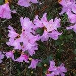 Rhododendron lapponicum Kvet
