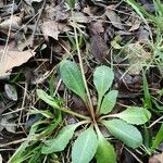 Taraxacum obovatum Habit