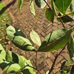 Inga laurina Leaf