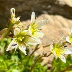 Saxifraga praetermissa Flower