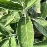 Salvia officinalis Fuelha