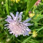 Knautia arvernensis Flower