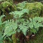 Dryopteris aemula Blad