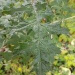 Echinops exaltatus Leaf