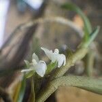 Eggelingia gabonensis പുഷ്പം