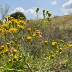 Senecio brasiliensis Flor