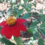 Dahlia coccinea Kwiat