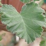 Pelargonium echinatum Hoja