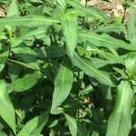 Polygonum persicaria برگ