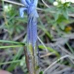 Gentiana orbicularis Anders