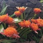 Scadoxus puniceus 花