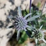 Eryngium planum花