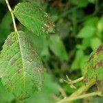 Rosa roxburghii Leaf