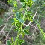 Adenocarpus telonensis 葉