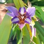 Trimezia coerulea Flower