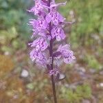 Dactylorhiza fuchsiiKvet