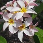 Plumeria alba Flower