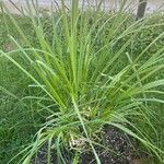 Cortaderia selloanaDeilen