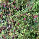 Fuchsia microphylla ফুল