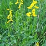 Genista germanica Цвят