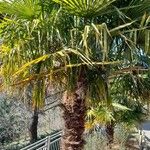 Trachycarpus fortunei Συνήθη χαρακτηριστικά