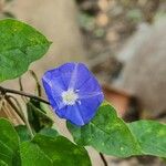 Jacquemontia tamnifolia Flor