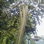 Cassia abbreviata Fruit