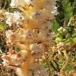 Orobanche crenata Flower