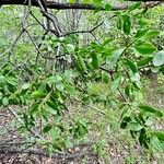 Loranthus europaeus Feuille