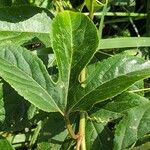 Passiflora incarnata Folha