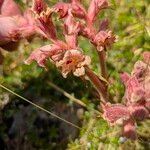 Orobanche alba Fula