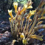 Orobanche fasciculata Hábito